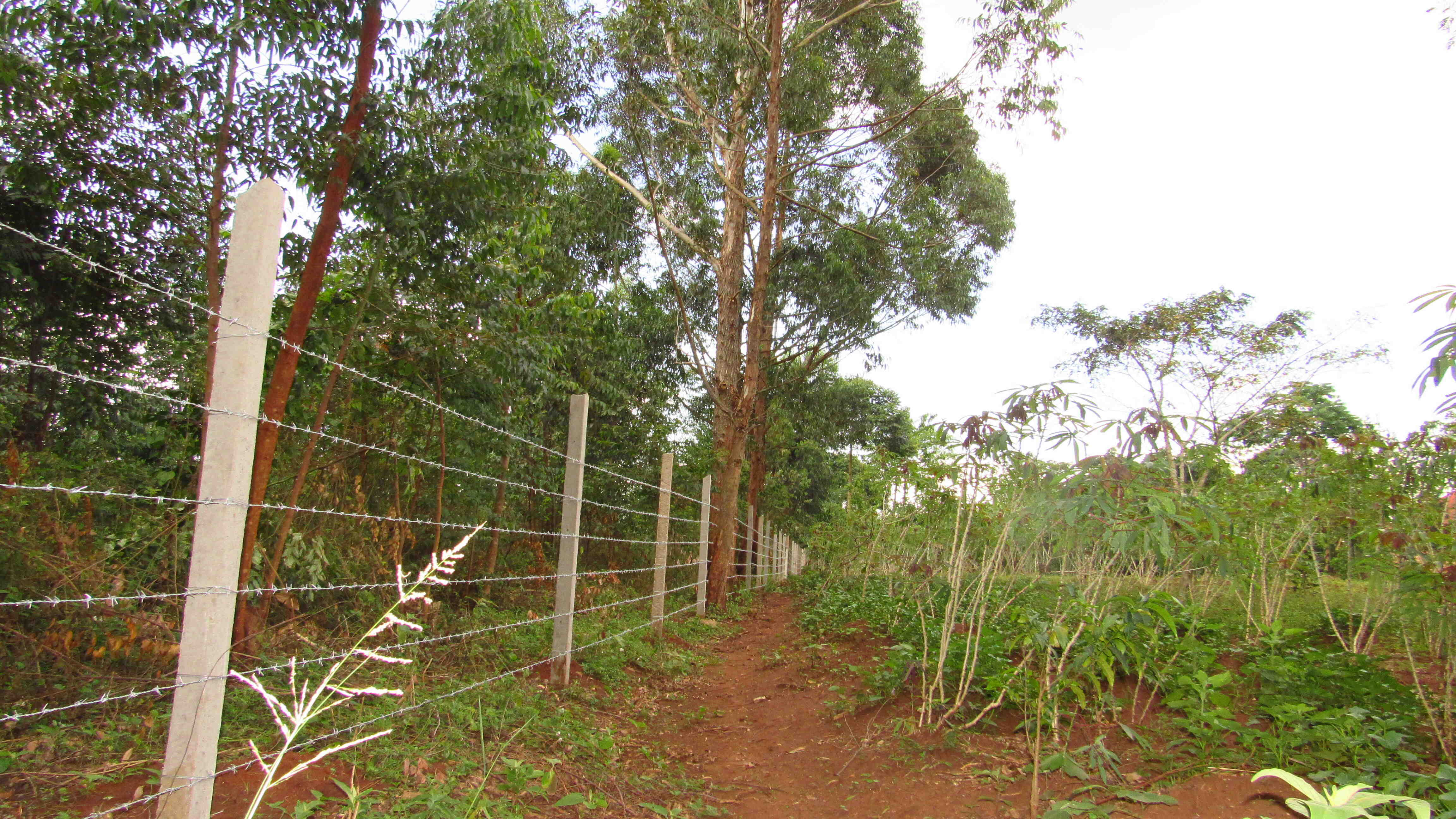 Fencing of CWAS Sango Farm at Buwama, Mpigi District