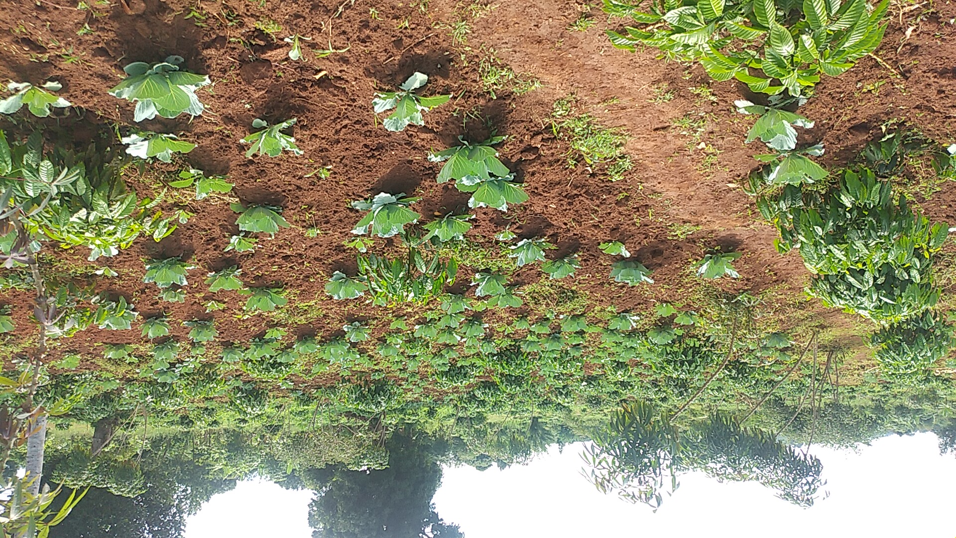 SUSTAINABILITY THROUGH COFFEE FARMING